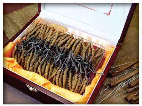 拜城冬虫夏草回收